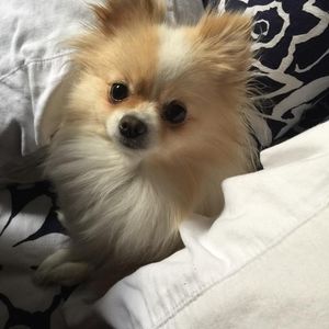 Meet your Posher, Missi